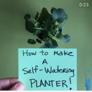 How to Make a Self-Watering Planter