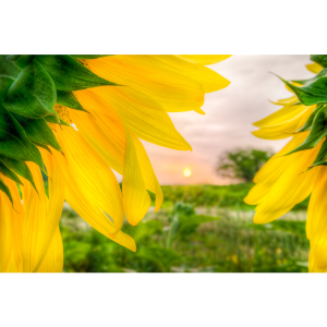 Scott Sternberg - Photography