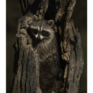 Randy Watkins - Photography