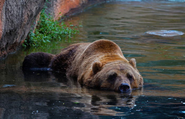 Matthew Montgomery, OK