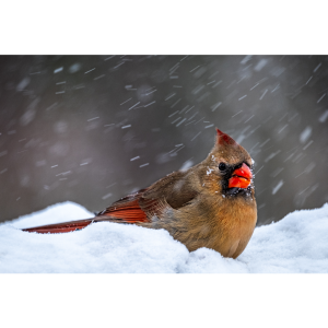 Kurt McDaniel - Photography 