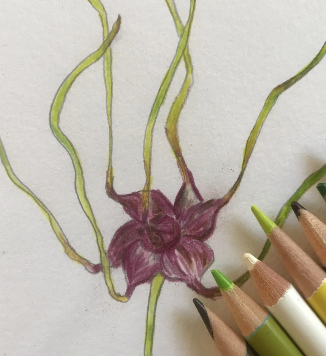 Biotanical Illustration 2 