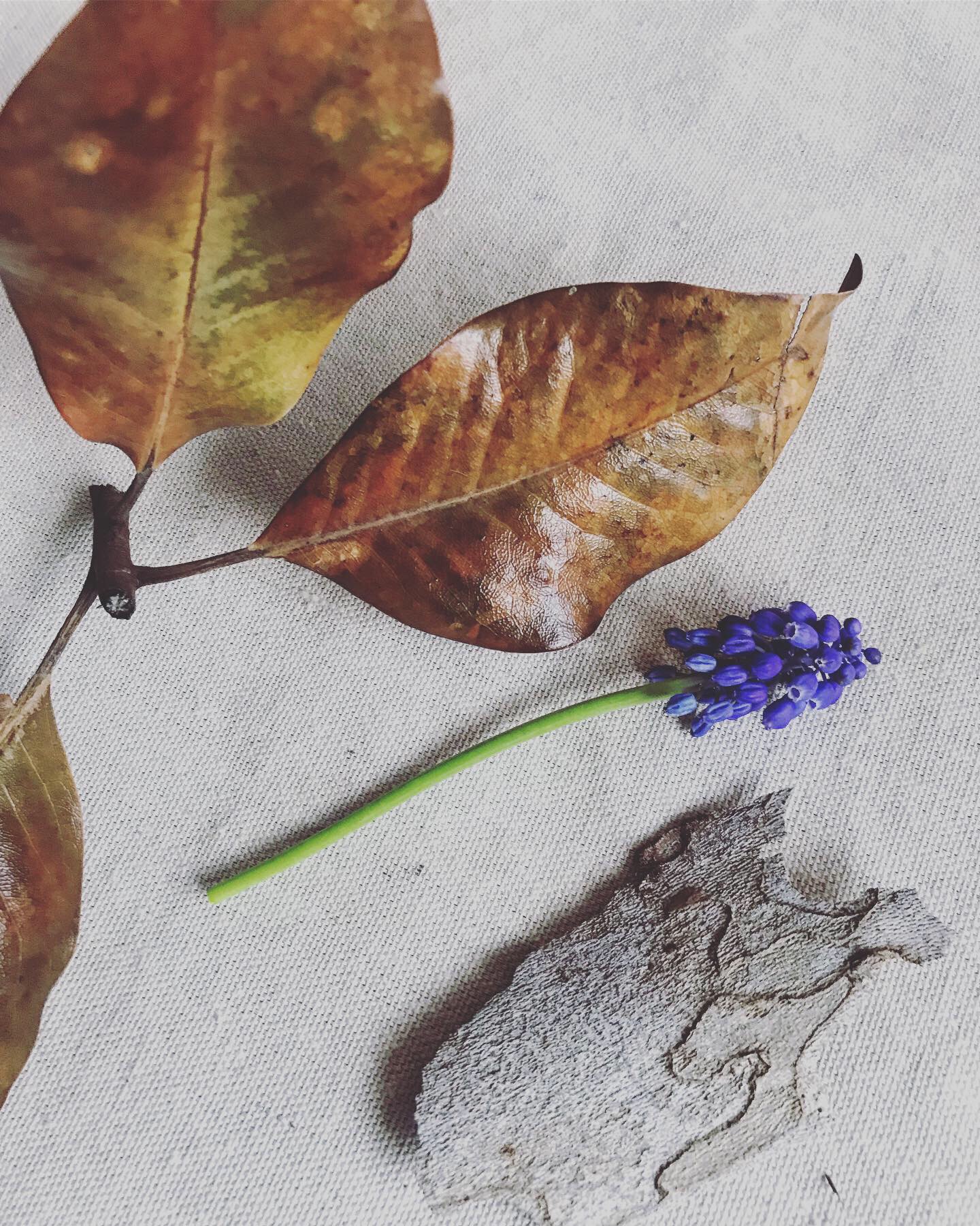 Dried leaves and flower on white canvas backdrop