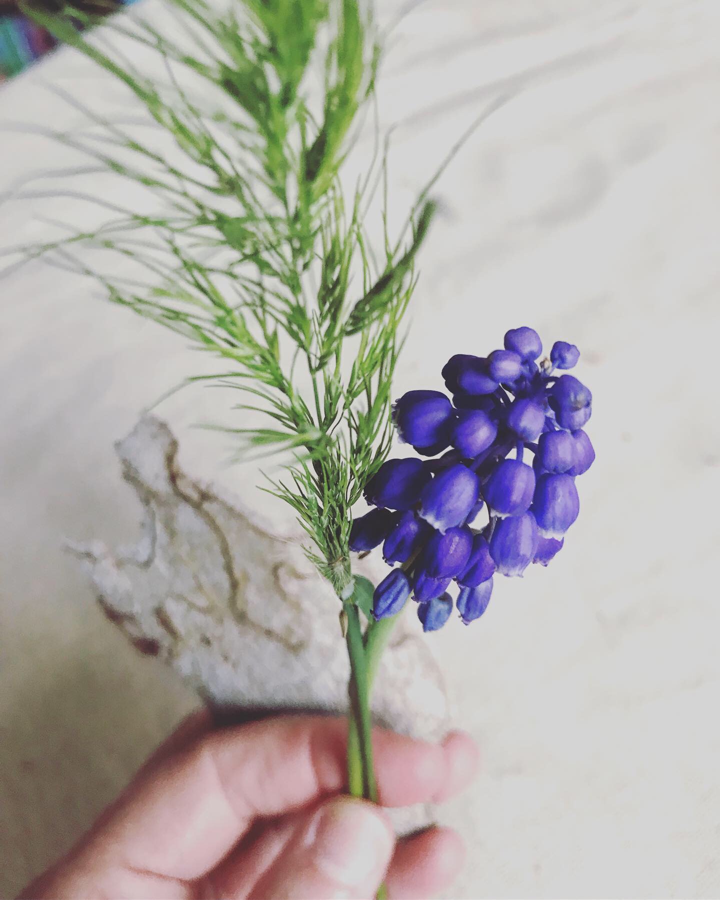 Purple flower against white canvas background